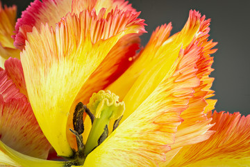 Pistil, stamens, and anthers of fringed tulip surrounded by petals, from garden in central Virginia in early spring.