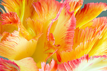 Fototapeta na wymiar Close-up of petals of fringed tulip in garden in central Virginia in spring.