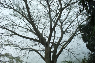 tree in the fog