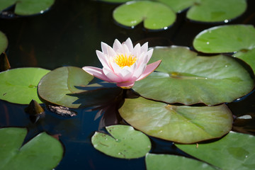 Lotus with yellow pollen on surface of pond. Water lilies in the pond.