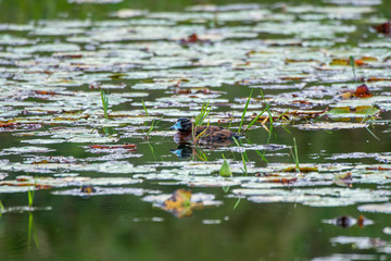 Masked Duck photographed in Burarama, a district of the Cachoeiro de Itapemirim County, in Espirito Santo. Picture made in 2018.