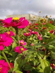 flowers in the garden
