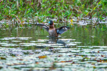 Masked Duck photographed in Burarama, a district of the Cachoeiro de Itapemirim County, in Espirito Santo. Picture made in 2018.