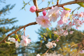 桜と春と青春と輝く未来