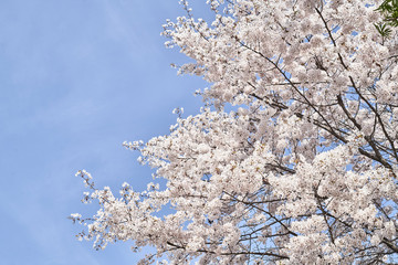 cherry blossom in spring