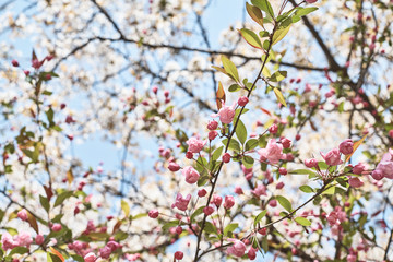 Obraz premium Spring Blossom Branches with Bokeh, Fresh Seasonal Background
