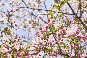Obraz premium Pink and White Spring Blossoms Against Blue Sky, Floral Background