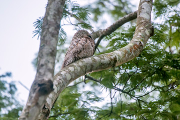 Great Potoo photographed in Burarama, a district of the Cachoeiro de Itapemirim County, in Espirito Santo. Picture made in 2018