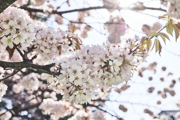 Obraz premium Cherry Blossom Cluster Close-Up, Soft Light and Shallow Focus