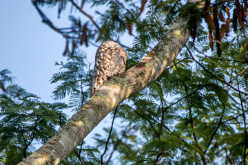 Great Potoo photographed in Burarama, a district of the Cachoeiro de Itapemirim County, in Espirito Santo. Picture made in 2018