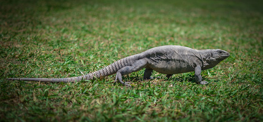iguana on the grass
