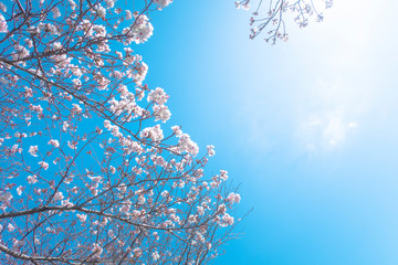 桜と青い空