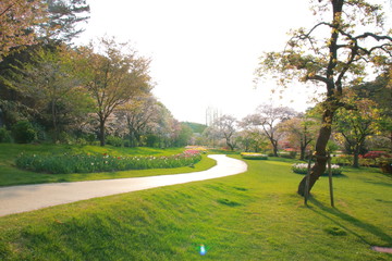 超広角レンズで撮影した緑の森