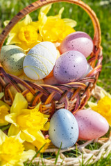 Obraz na płótnie Canvas Colorful easter eggs in a basket with yellow flowers, bright easter background