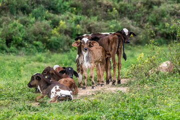 Livestock photographed in Burarama, a district of the Cachoeiro de Itapemirim County, in Espirito Santo. Picture made in 2018.