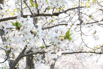 Fototapeta premium 春の昼時に咲くピンクのさくら色の桜 