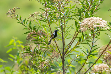 Rusty backed Antwren photographed in Burarama, a district of the Cachoeiro de Itapemirim County, in Espirito Santo. Picture made in 2018.