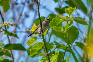 Grassland Sparrow photographed in Burarama, a district of the Cachoeiro de Itapemirim County, in Espirito Santo. Picture made in 2018.