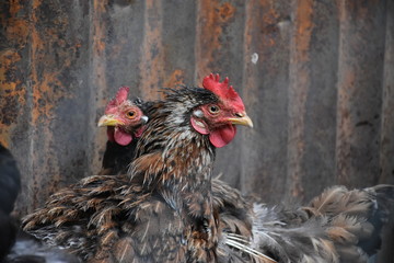 Gallinas ponedoras de huevos