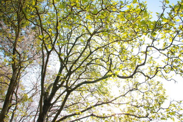 超広角レンズで撮影した緑の森