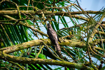 The crested honey buzzard is a bird of prey in the family Accipitridae, which also includes many other diurnal raptors such as kites, eagles, and harriers. 