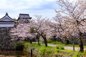 舞鶴公園の桜