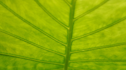 Green floral background. The structure of the tropical leaf. The texture of the leaves