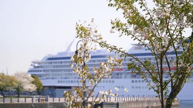 豪華客船と公園に咲いてる桜の木の風景。