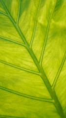 macro shot of a bright green leaf with an unusual structure. clutches of plants. Natural texture, botany. green natural background