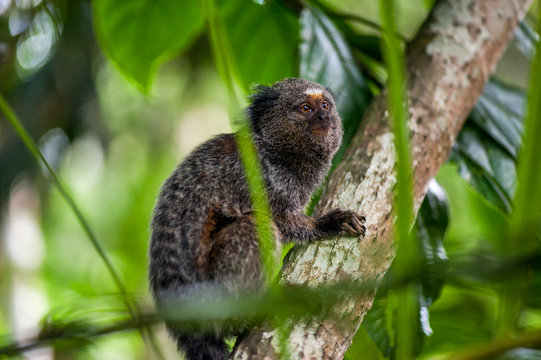 Hybrid Marmoset photographed in Burarama, a district of the Cachoeiro de Itapemirim County, in Espirito Santo. Southeast of Brazil. Atlantic Forest Biome. Picture made in 2018.