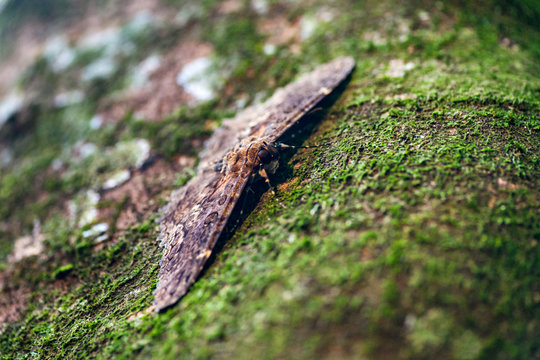 Moth laternaria photographed in Burarama, in Espirito Santo. Southeast of Brazil. Atlantic Forest Biome. Picture made in 2018.