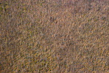 bird's eye view of burnt forests