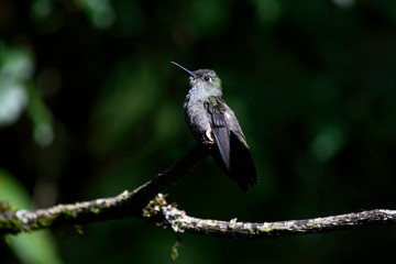 Fototapeta premium Sombre Hummingbird photographed in Burarama, in Espirito Santo. Southeast of Brazil. Atlantic Forest Biome. Picture made in 2018.
