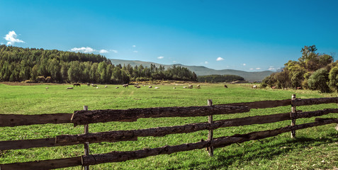 Warm summer day, green grass, blue sky, cows graze in the fields
