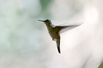 Sombre Hummingbird photographed in Burarama, in Espirito Santo. Southeast of Brazil. Atlantic Forest Biome. Picture made in 2018.