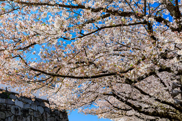 舞鶴公園の桜