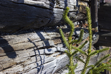 Fototapeta na wymiar young spruce on the background of an old timber house. New life on the background of an old abandoned house