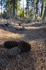 Fototapeta na wymiar trail of pine cones and conifer needles