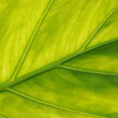 Green floral background. The structure of the tropical leaf. The texture of the leaves