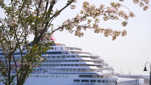 豪華客船と桜の花の風景。