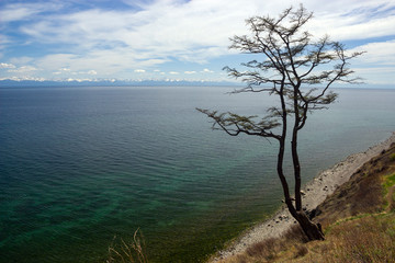 Irkutsk region, leafy. Tree on the steep slope of Lake Baikal. View of Lake Baikal with a free-standing tree, early spring, sunny day