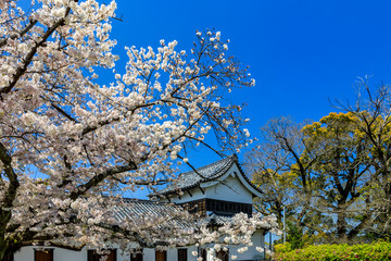 舞鶴公園の桜