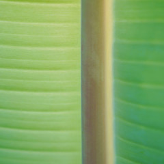 Cell structure of a green banana tree leaf. texture of a bright green leaf. Macro shot of a green tropical leaf under the microscope. natural floral background composition.