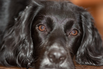 portrait of a black dog english cocker spaniel