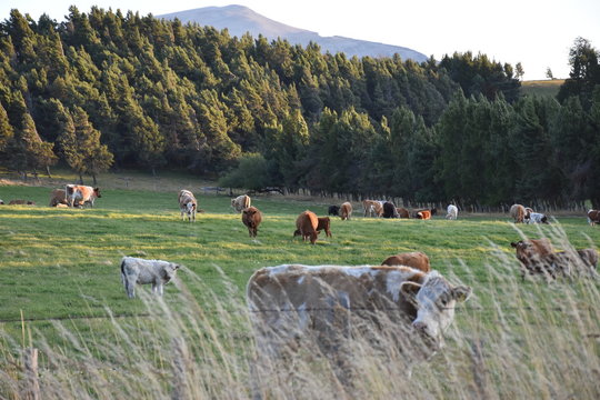 vacas lecheras ganado chile patagonia