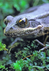 Frog Macro - Closeup of a frog with focus on the eye.