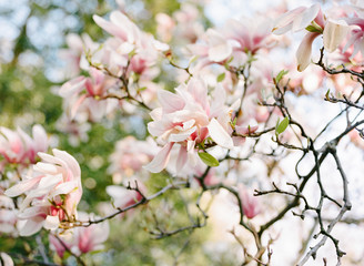 Branches of pink colored magnolia tree