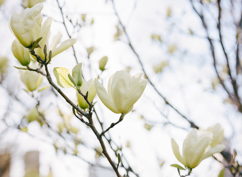 A close up of a white magnolia tree in bloom