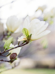 White and green magnolia flower blooming outdoors in a park