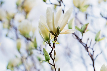 a close up of a magnolia tree blooming in a park